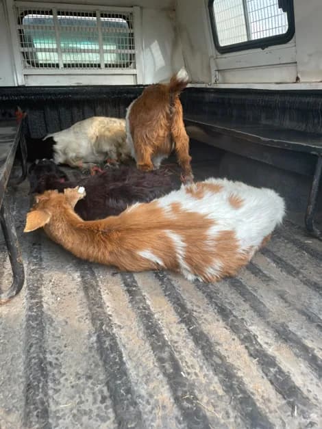 STOLEN LIVESTOCK WORTH R290,000 RECOVERED IN MPUMALANGA