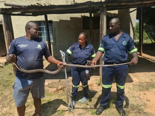 BLACK MAMBA SNAKE CAUGHT NEAR INYAKA DAM