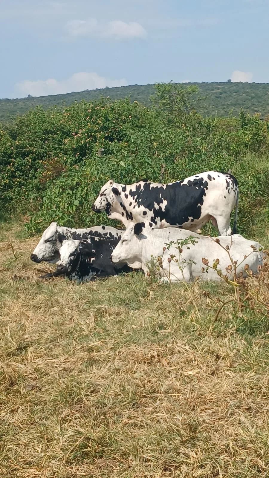 Police Seek Owner of Stray Cattle