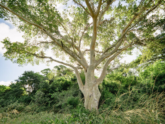 Planted Forests Safeguard South Africa’s Indigenous Trees