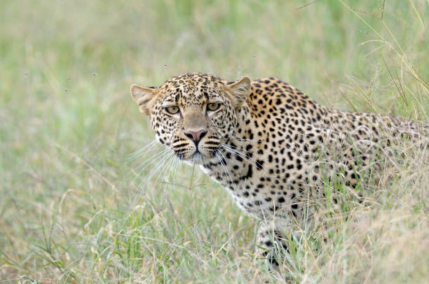Court Grants Parents Go-Ahead in SANParks Case