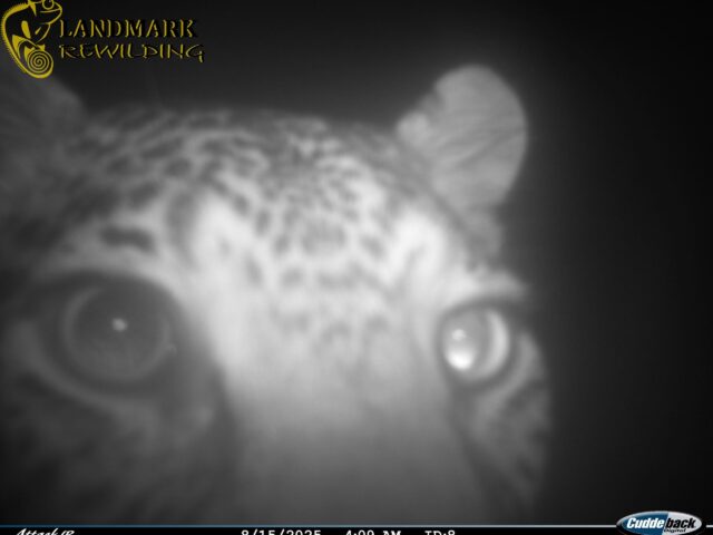 Historic Leopard Sighting Marks Conservation Triumph