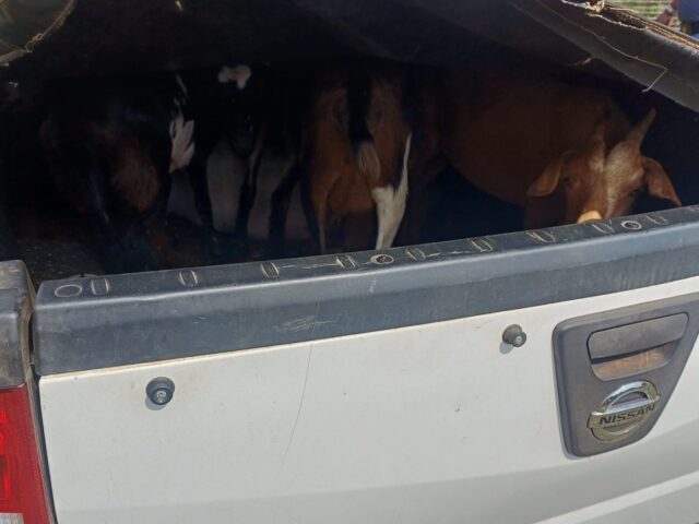 Joint Operation Recovers Eleven Stolen Goats
