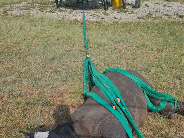 Rhino calves rescued near Malelane