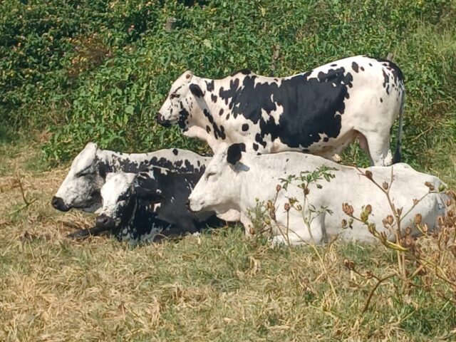 Police Seek Owner of Stray Cattle